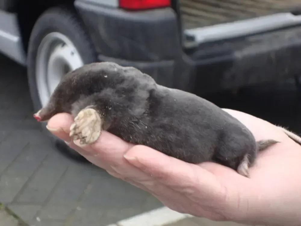 Entreprise de détaupage ou détaupisation vers Besse-Saint-Anastaise