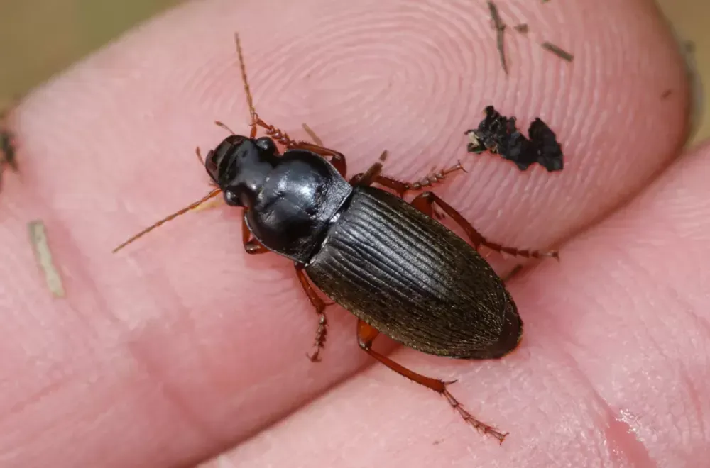 Désinsectisation de coléoptères à Issoire