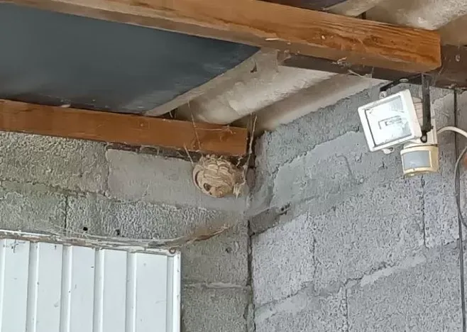 Traitement de nids de frelons et guêpes à Lussat