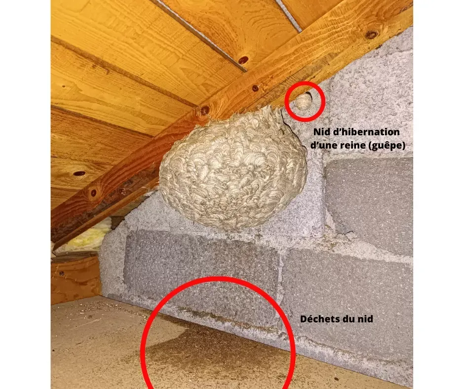 Traitement d'un nid de guêpes dans des combles